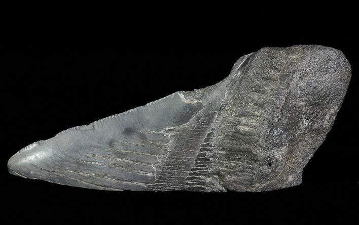 Fossil Megalodon Tooth Paper Weight #66214